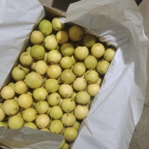 鞍山特产南果梨一箱43斤左右30一箱