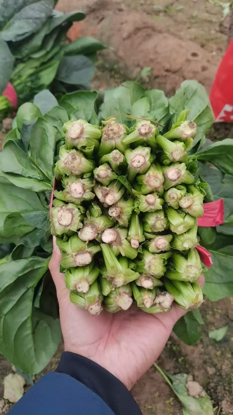 立体菠菜