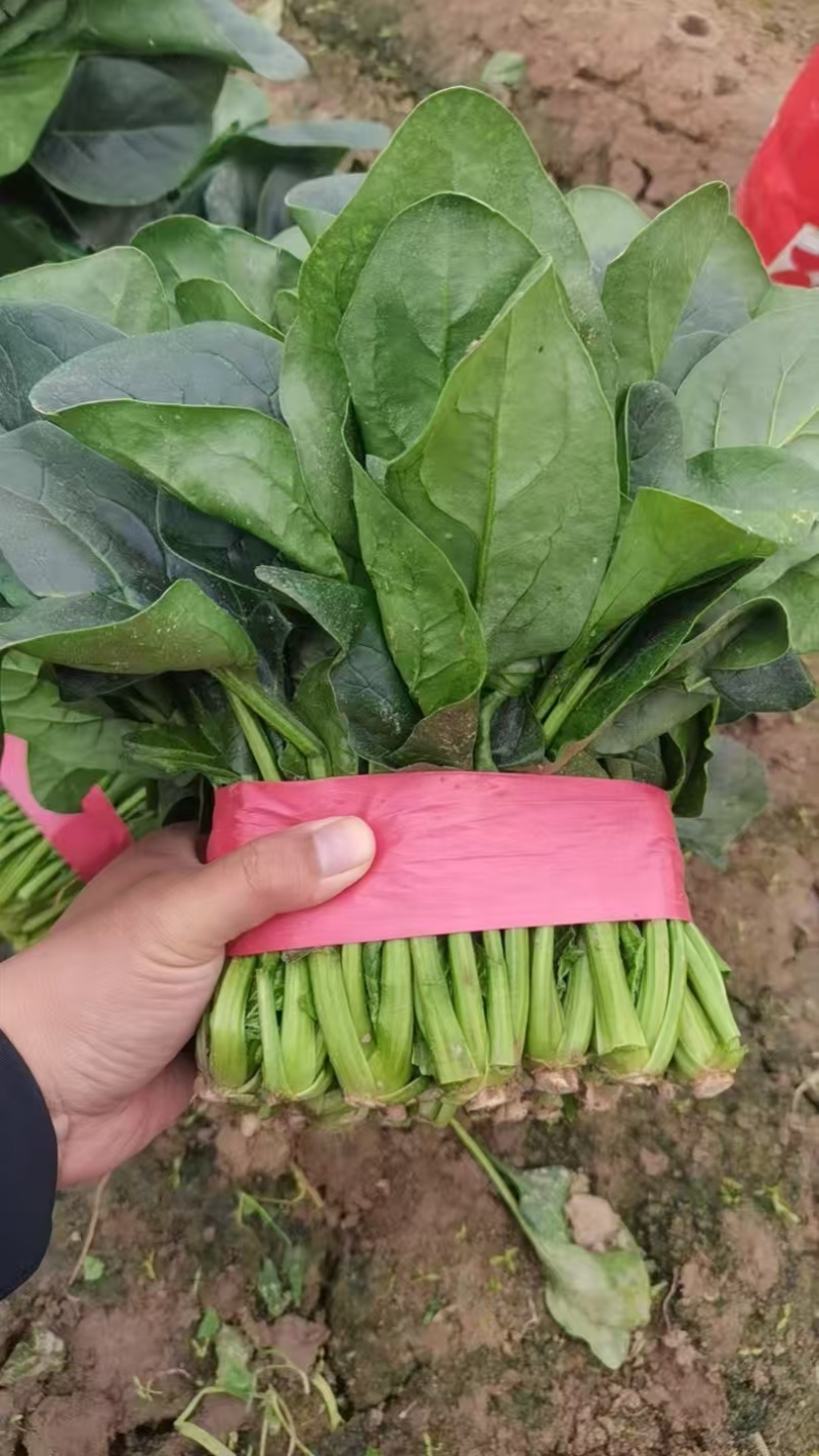 立体菠菜