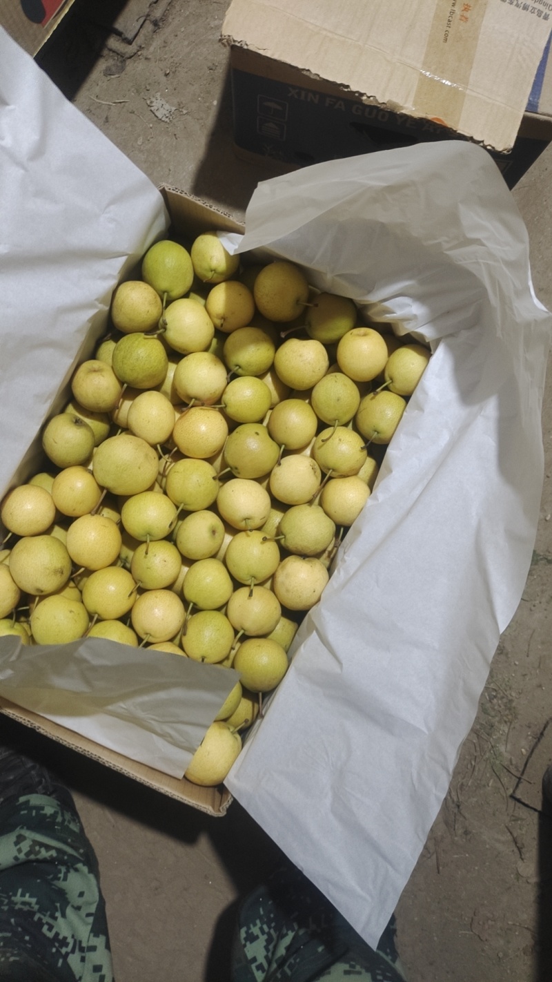 鞍山特产南果梨一箱43斤左右30一箱