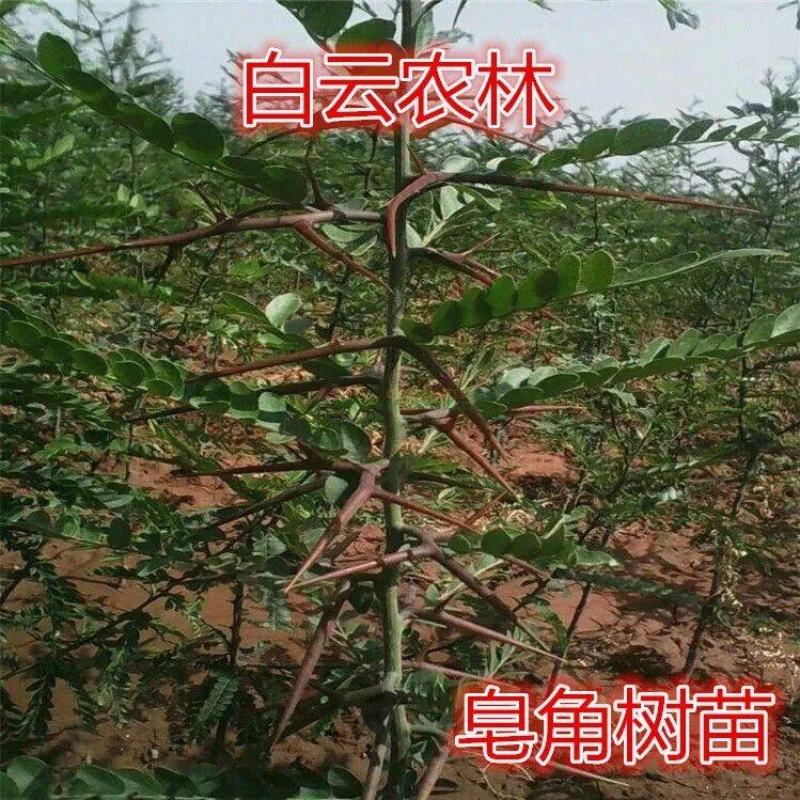 皂角树苗质量保证价格优化基地直发量大优惠