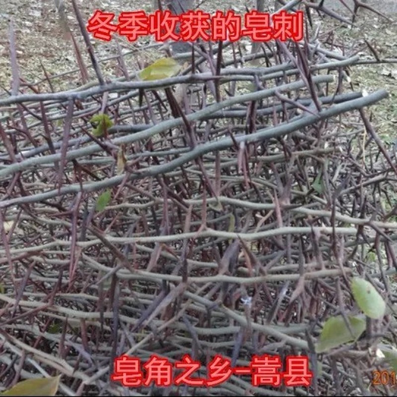 皂角树苗质量保证价格优化基地直发量大优惠