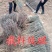 皂角树苗
