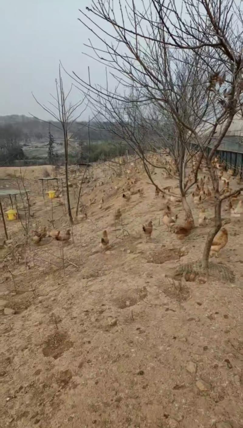 《皖南土鸡》散养三黄鸡/自家放养/肉质紧实/来电有优惠