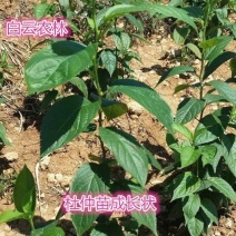 正宗杜仲树苗银丝杜仲树胶树中药材苗杜仲苗绿化苗木经济
