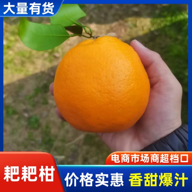 浦江自家的耙耙柑/产区直发/大量有货/现货直发