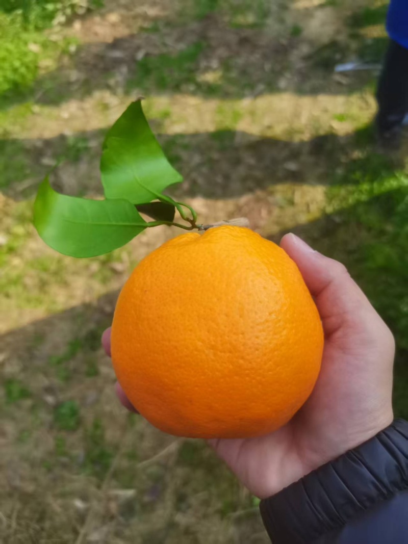 浦江自家的耙耙柑/产区直发/大量有货/现货直发