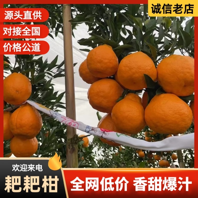 浦江自家的耙耙柑/产区直发/大量有货/现货直发