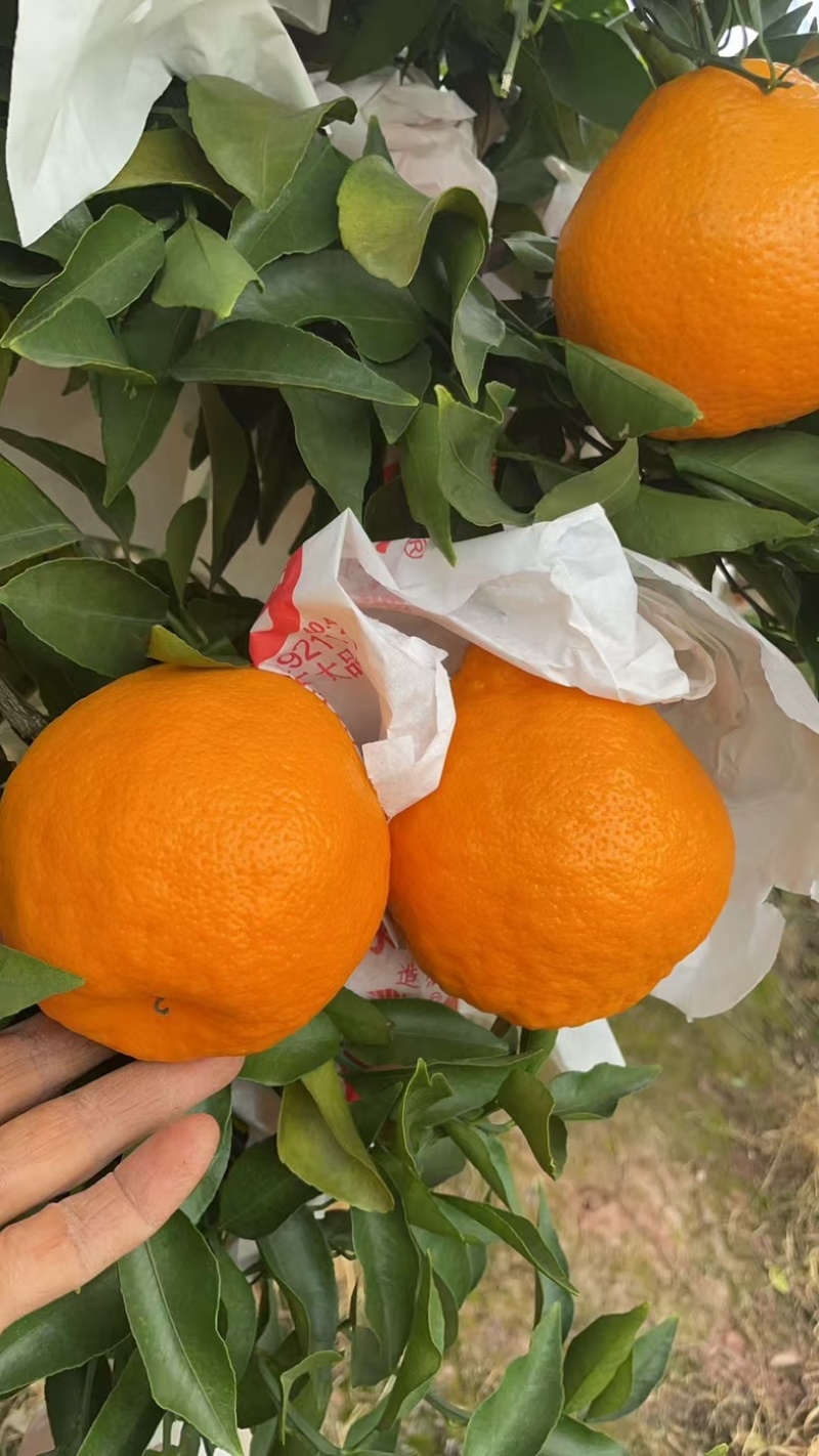 浦江自家的耙耙柑/产区直发/大量有货/现货直发