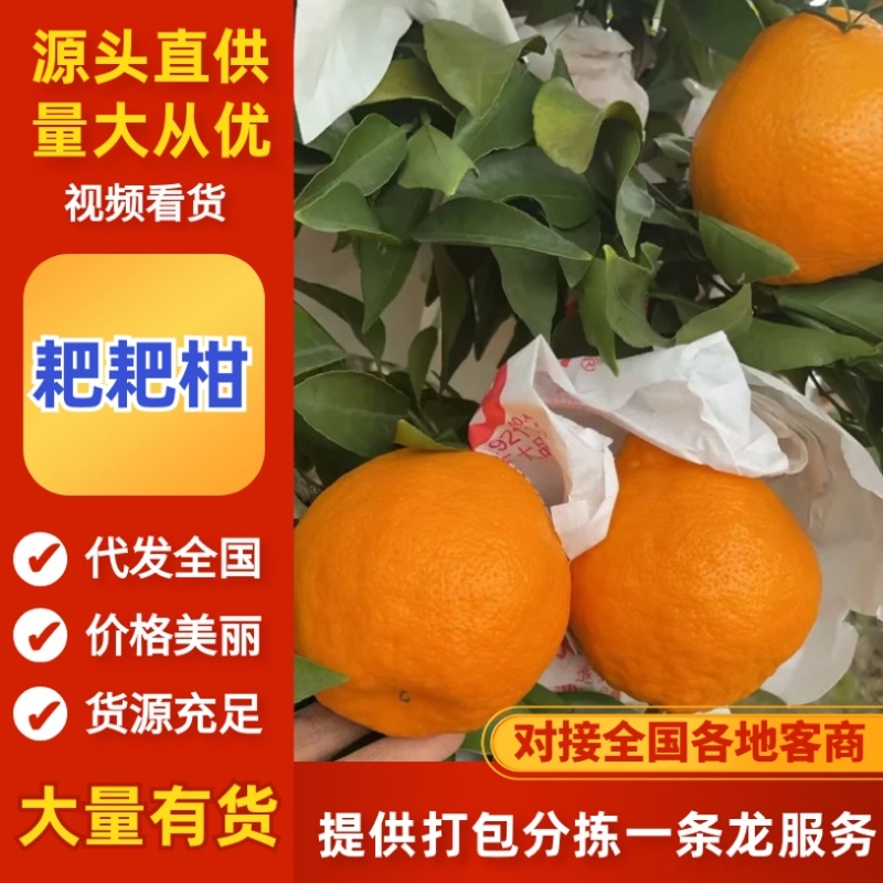 浦江自家的耙耙柑/产区直发/大量有货/现货直发