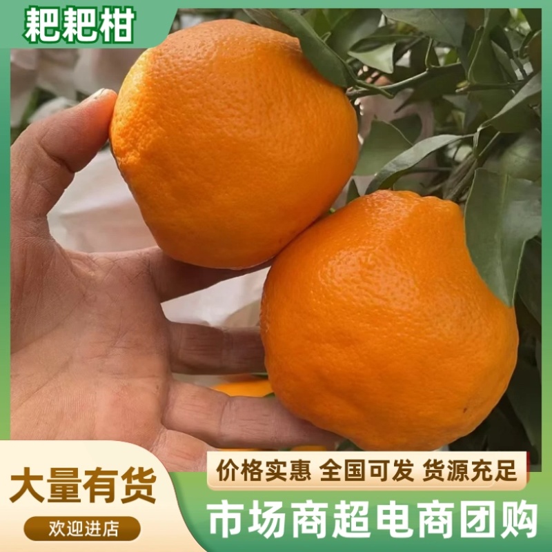 浦江自家的耙耙柑/产区直发/大量有货/现货直发