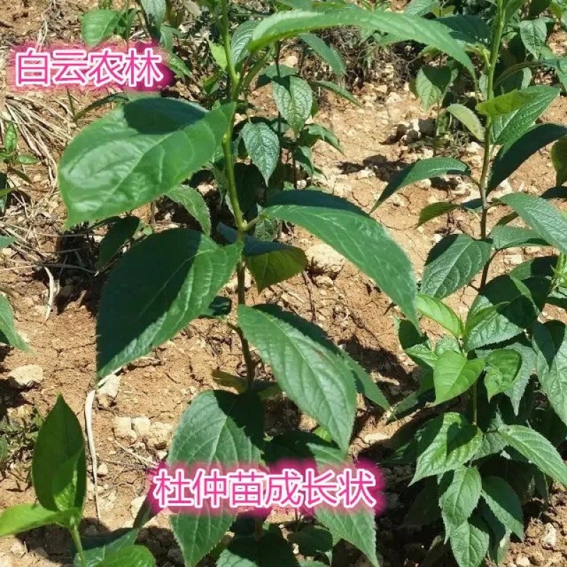 正宗杜仲树苗银丝杜仲树胶树中药材苗杜仲苗绿化苗木经济