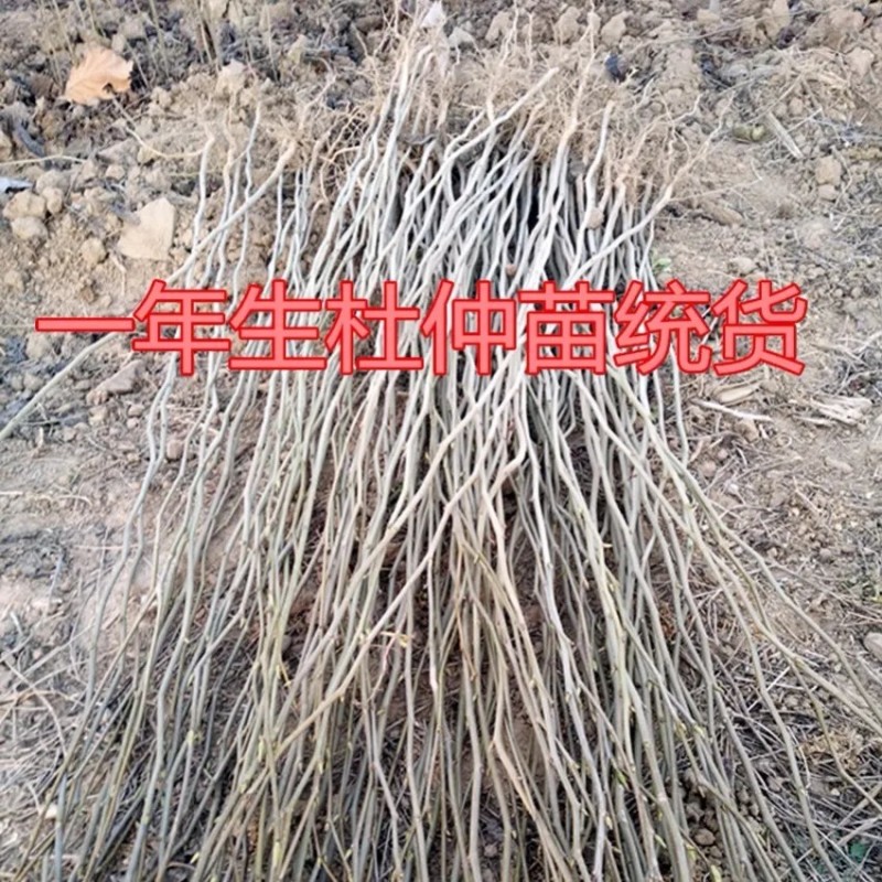 正宗杜仲树苗银丝杜仲树胶树中药材苗杜仲苗绿化苗木经济