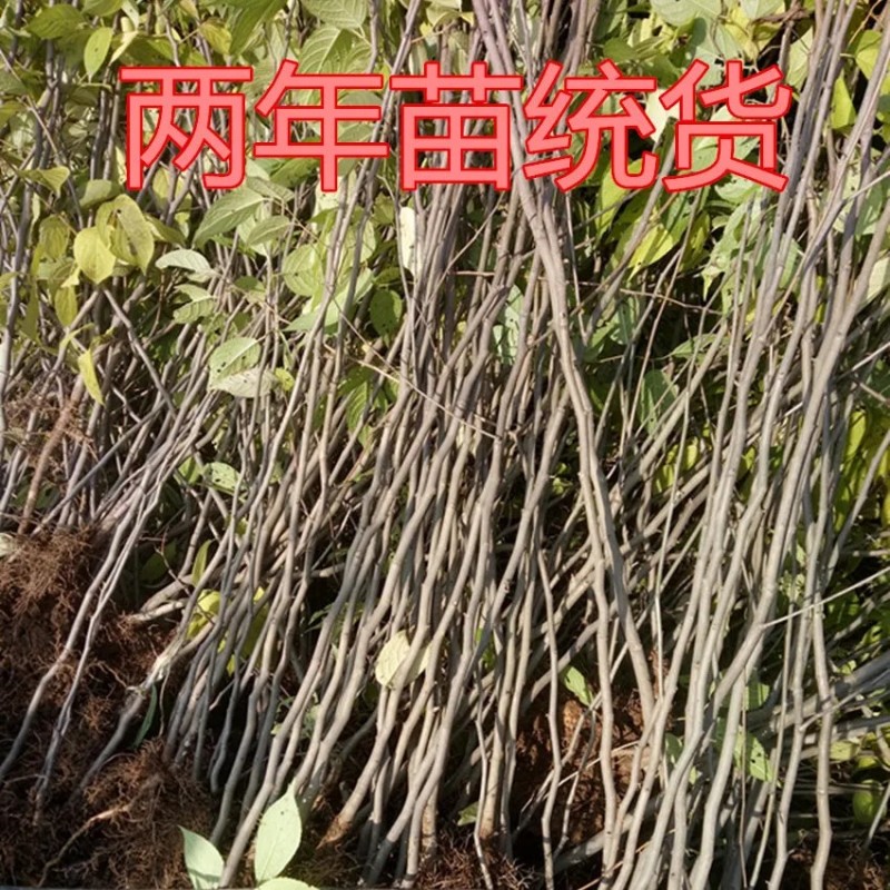 正宗杜仲树苗银丝杜仲树胶树中药材苗杜仲苗绿化苗木经济