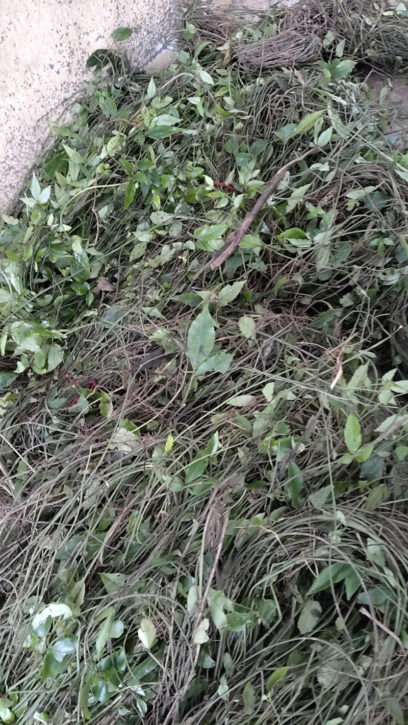 小叶三叶青159款，4968款，三叶青苗4191款均有