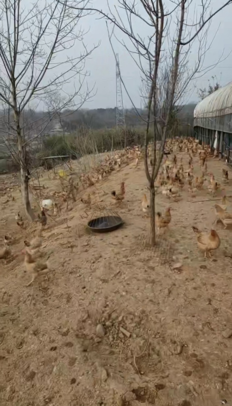 《皖南土鸡》散养土鸡/180天出栏/肉质紧实/来电有优惠