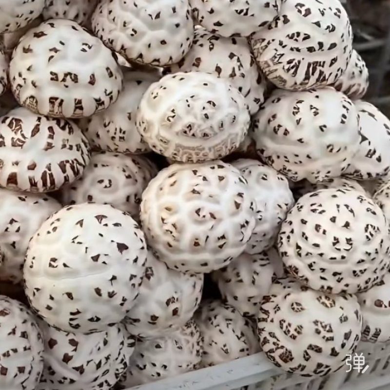 鲜大花菇