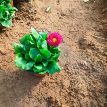 雏菊
