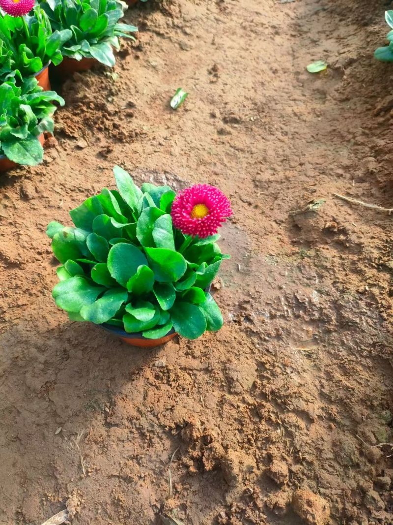 雏菊