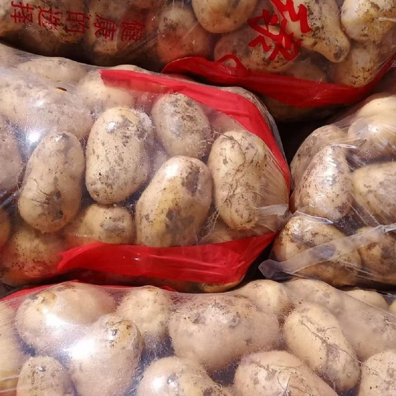 甘肃定西土豆/产区直发/大量现货/欢迎选购