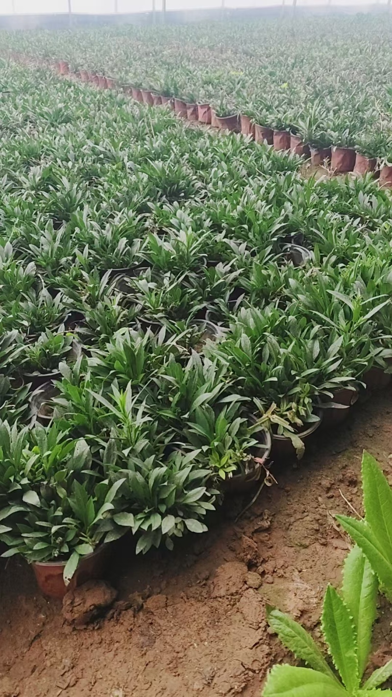 紫菀