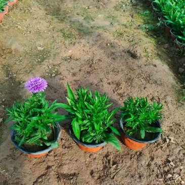 单麦翠菊