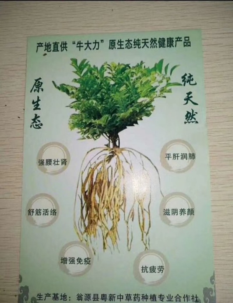 正宗德庆十年制何首乌巴戟天七蒸七晒。天然泉水柴火蒸制而成