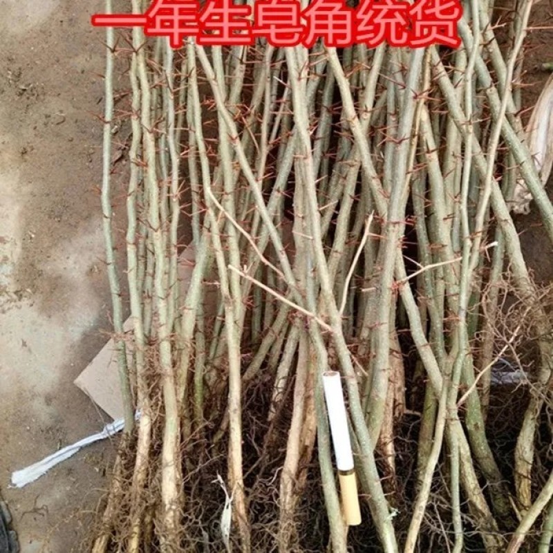 皂角树苗质量保证价格优化基地直发量大优惠