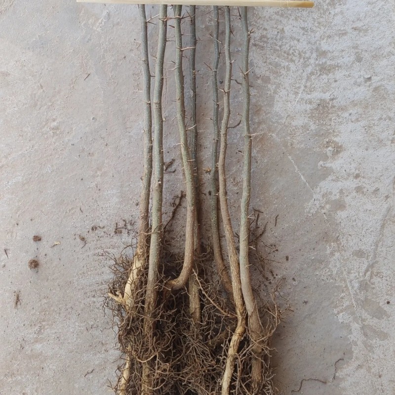 皂角树苗质量保证价格优化基地直发量大优惠