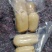 陕西大荔九孔粉藕，现挖现发，真空锁鲜，产地直发。