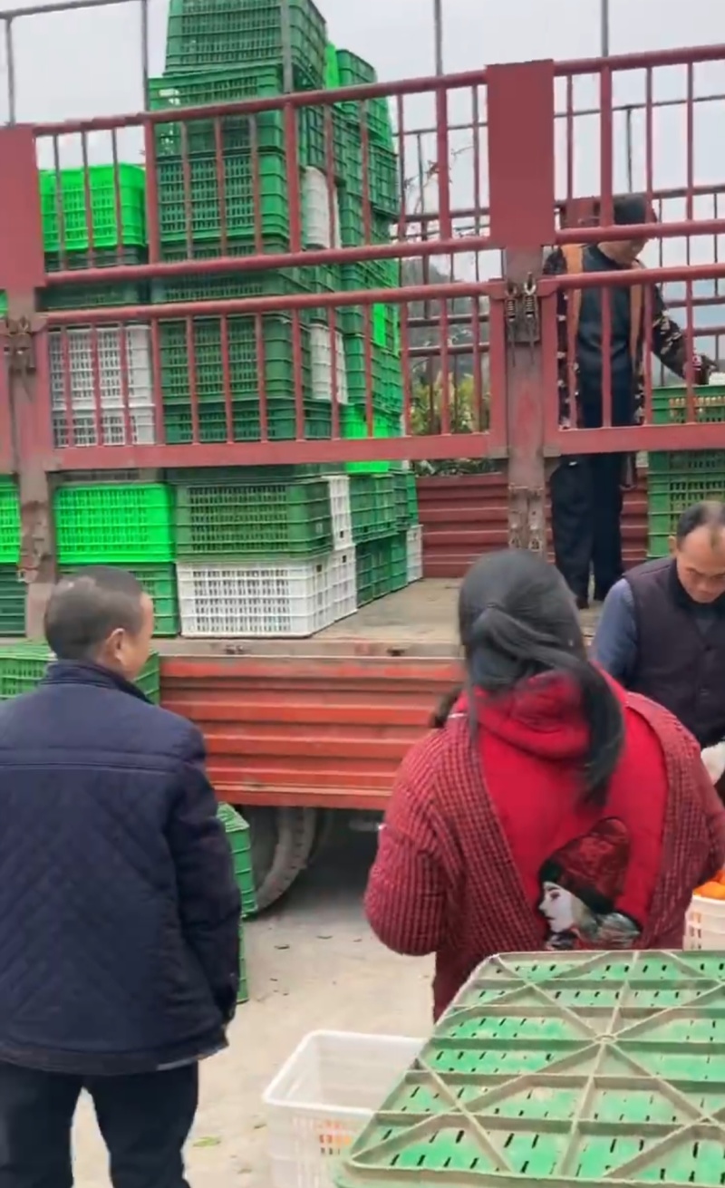 资中塔罗科血橙晚熟8号产地一手货源量大从优价格实惠