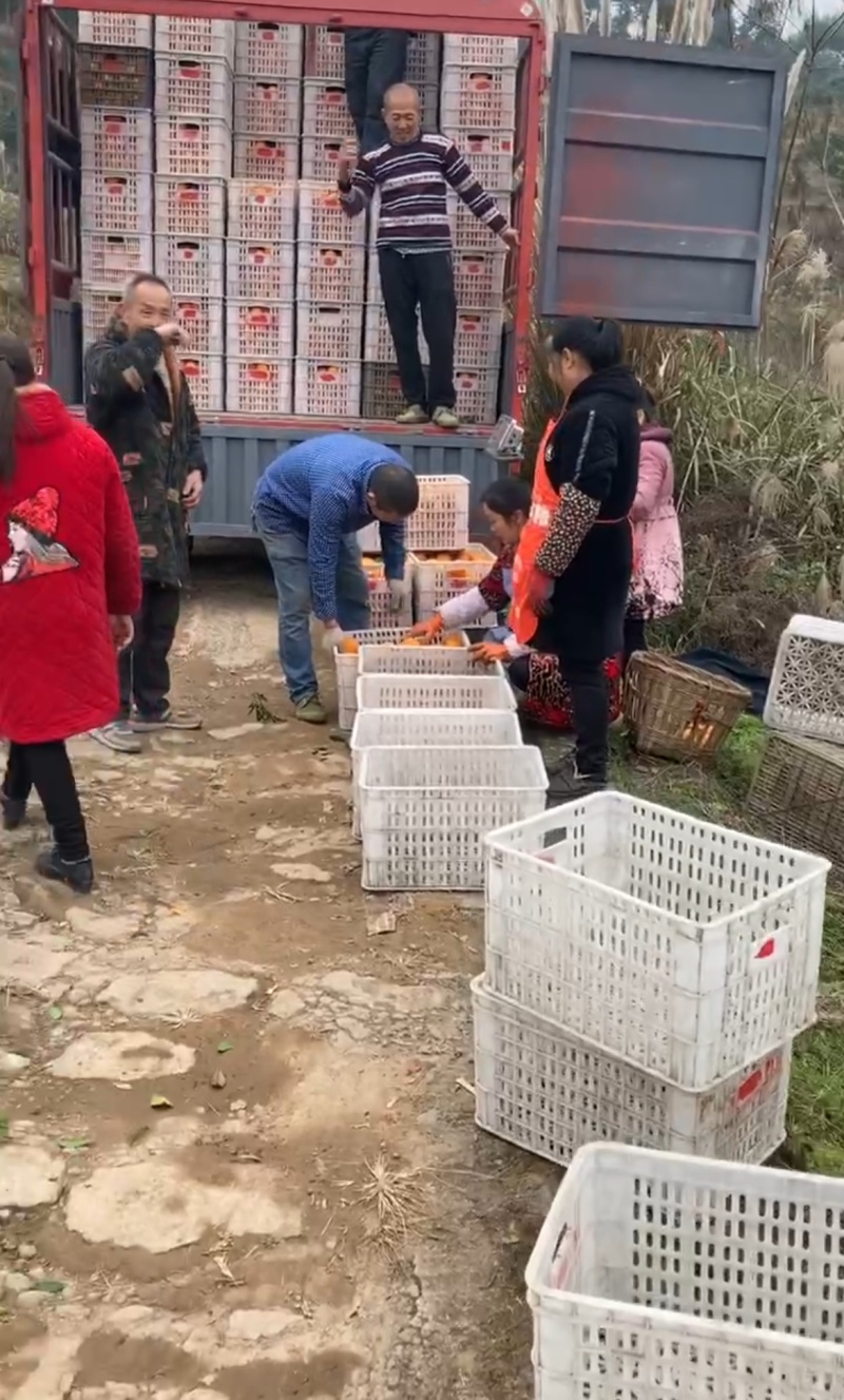 资中塔罗科血橙晚熟8号产地一手货源量大从优价格实惠