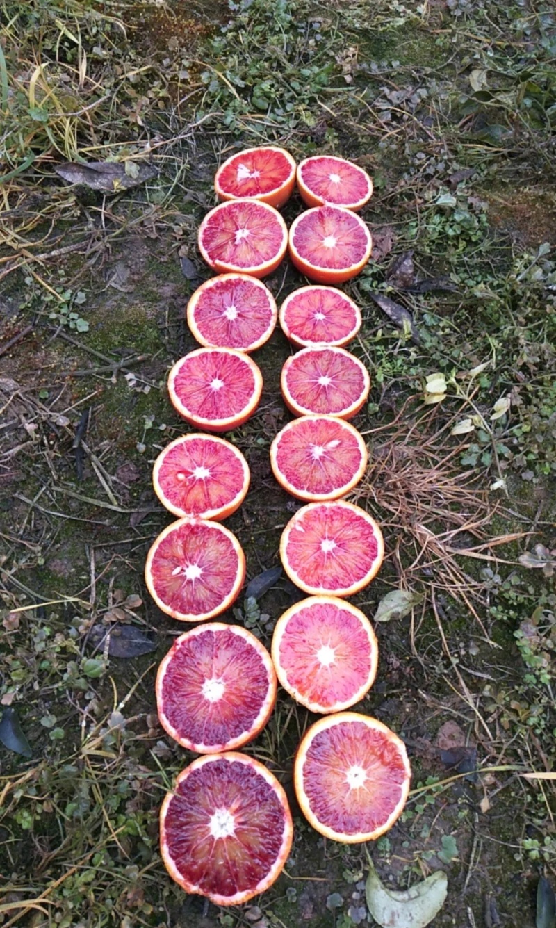资中塔罗科血橙晚熟8号产地一手货源量大从优价格实惠