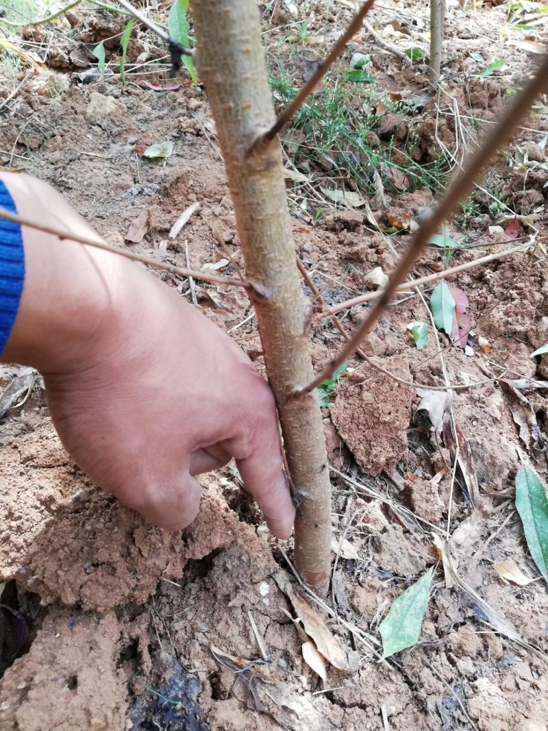 毛桃苗正品野生桃苗新鲜砧木嫁接用苗果树占地苗桃树实生苗山