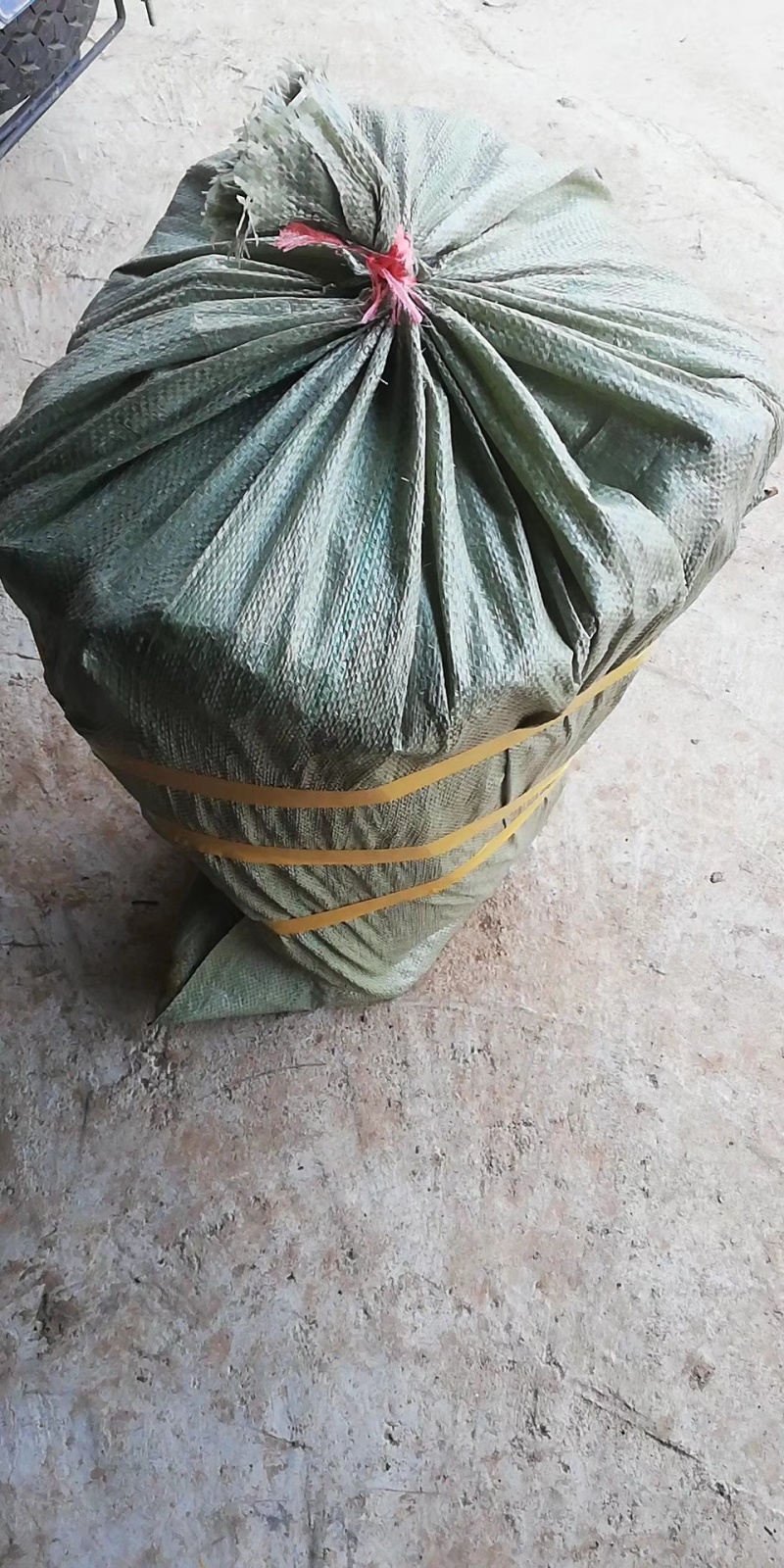 毛桃苗正品野生桃苗新鲜砧木嫁接用苗果树占地苗桃树实生苗山