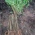 毛桃苗正品野生桃苗新鲜砧木嫁接用苗果树占地苗桃树实生苗山