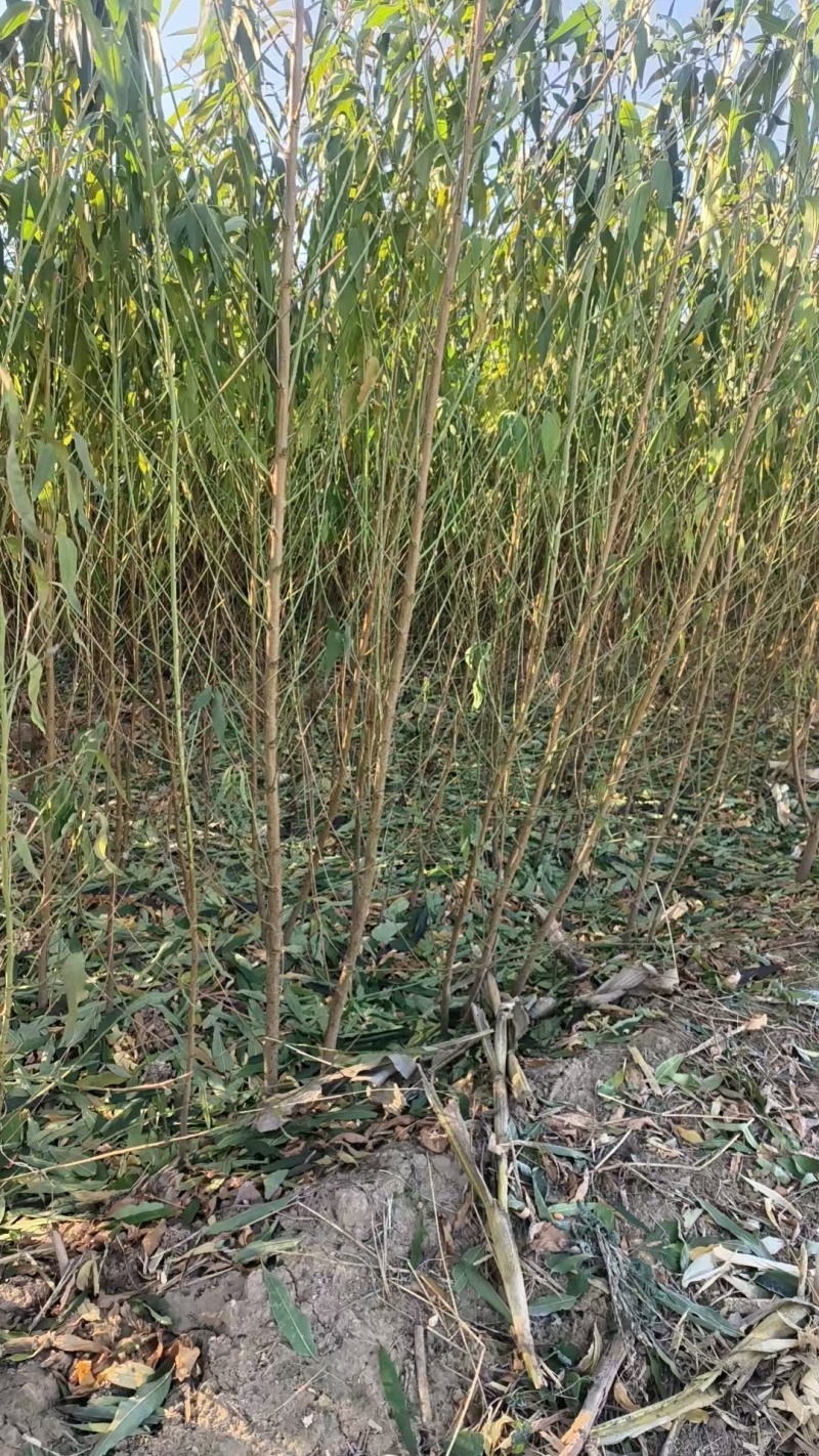 毛桃苗正品野生桃苗新鲜砧木嫁接用苗果树占地苗桃树实生苗山
