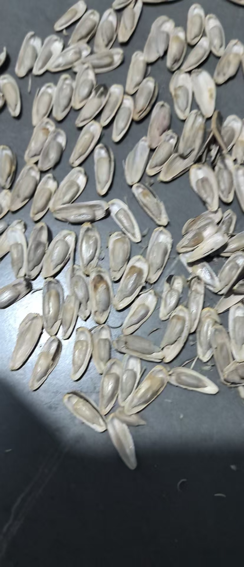 原味瓜子，摆件，支持一件代发！全网低价！