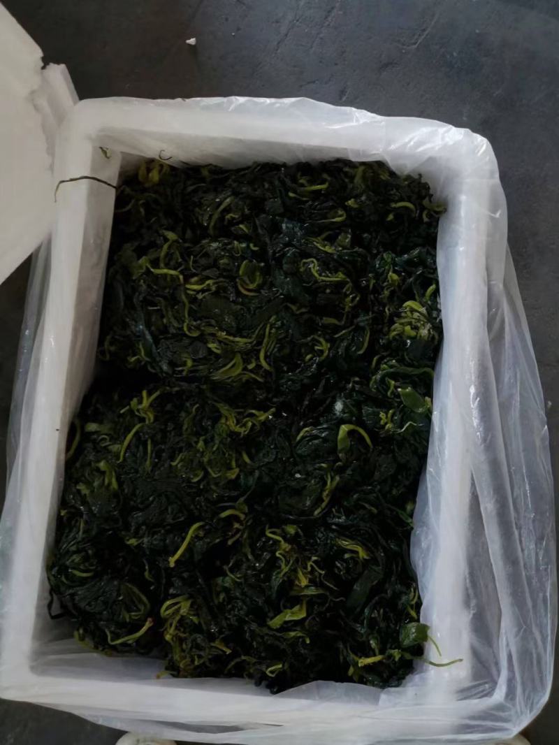 海带苗火锅海带苗海带烘干海带苗海带芽盐制海带苗产地发货