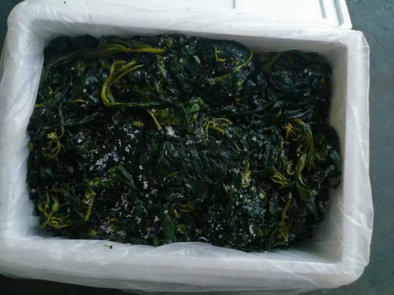 海带苗火锅海带苗海带烘干海带苗海带芽盐制海带苗产地发货