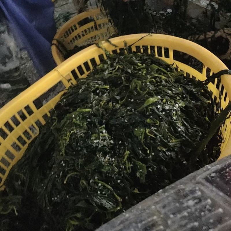 海带苗火锅海带苗海带烘干海带苗海带芽盐制海带苗产地发货