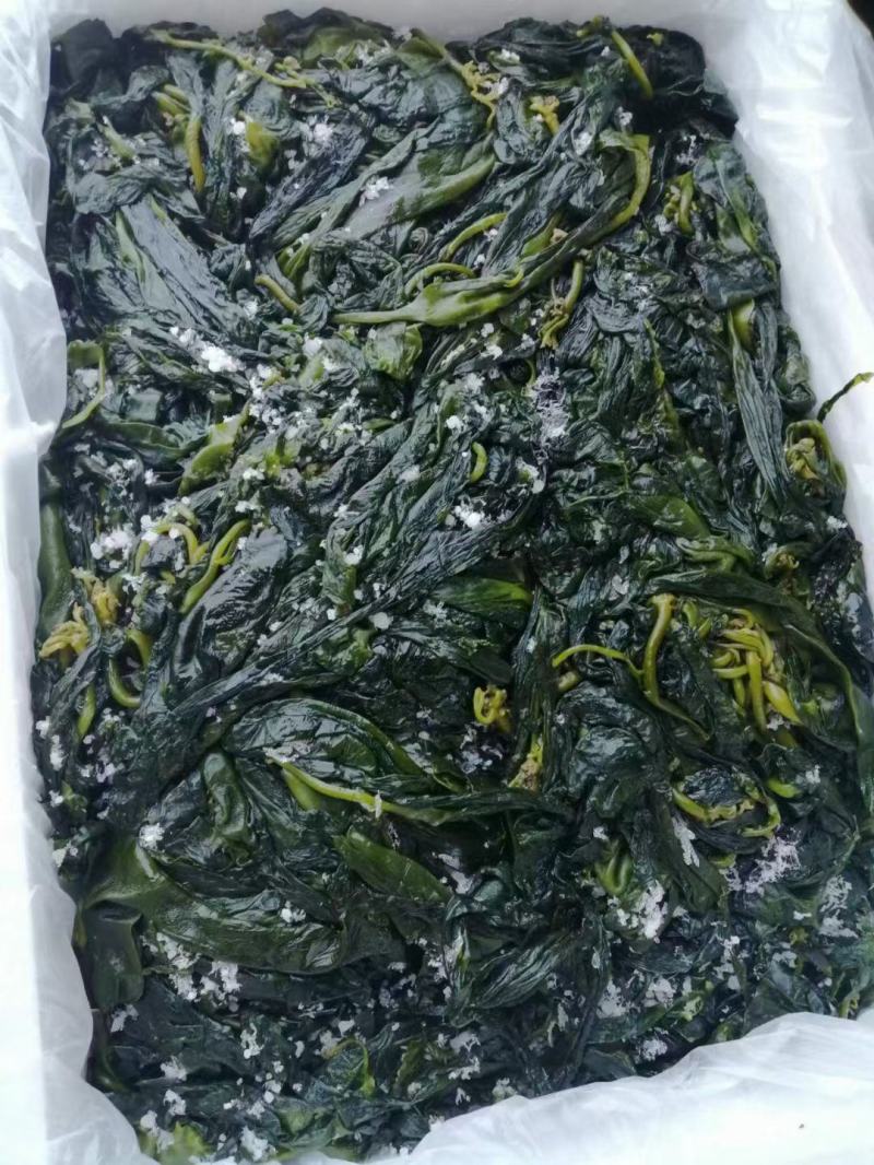 海带苗火锅海带苗海带烘干海带苗海带芽盐制海带苗产地发货