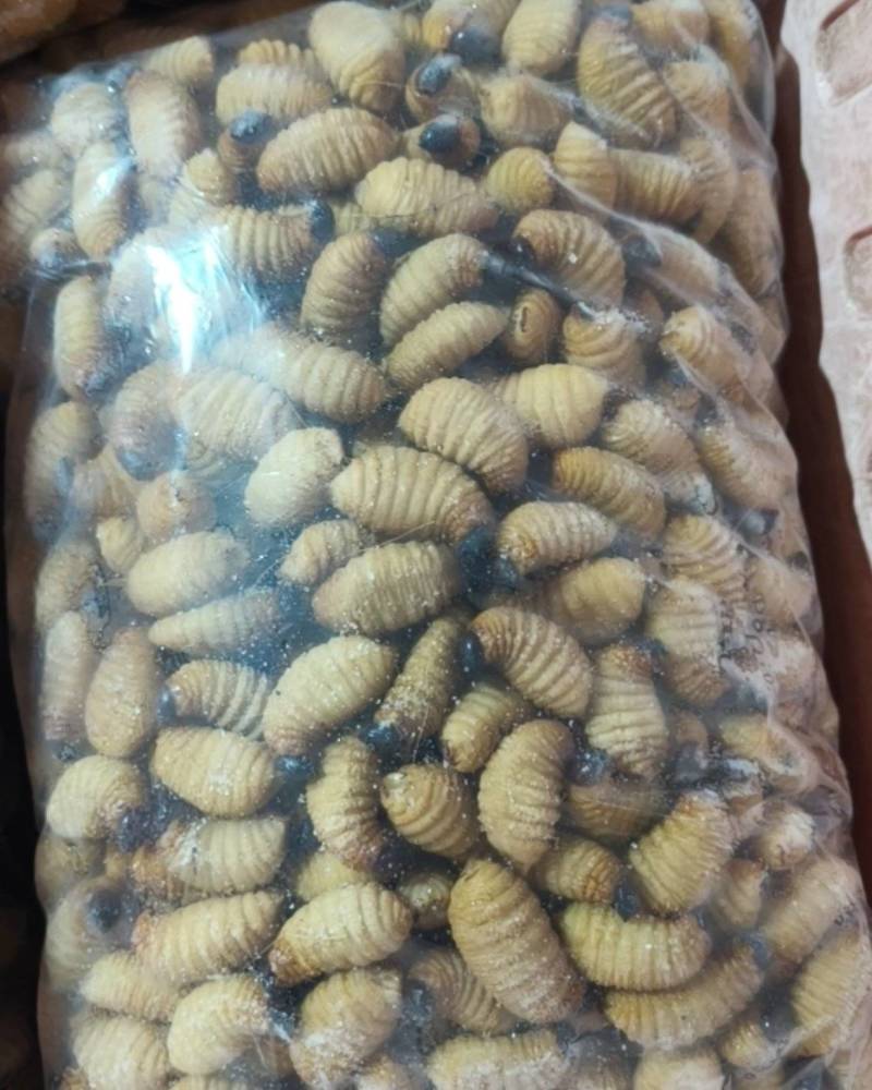 竹笋虫5克以上一手货源全国发货量大价优欢迎随时联系