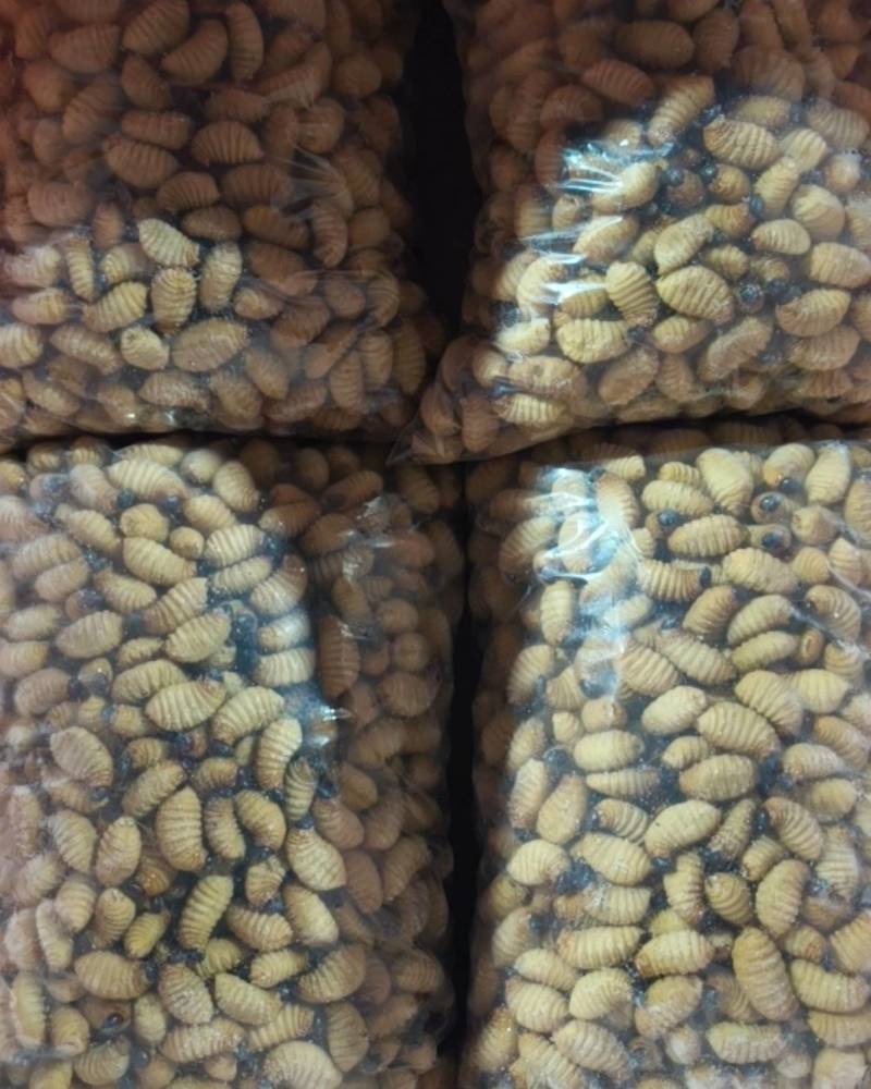竹笋虫5克以上一手货源全国发货量大价优欢迎随时联系