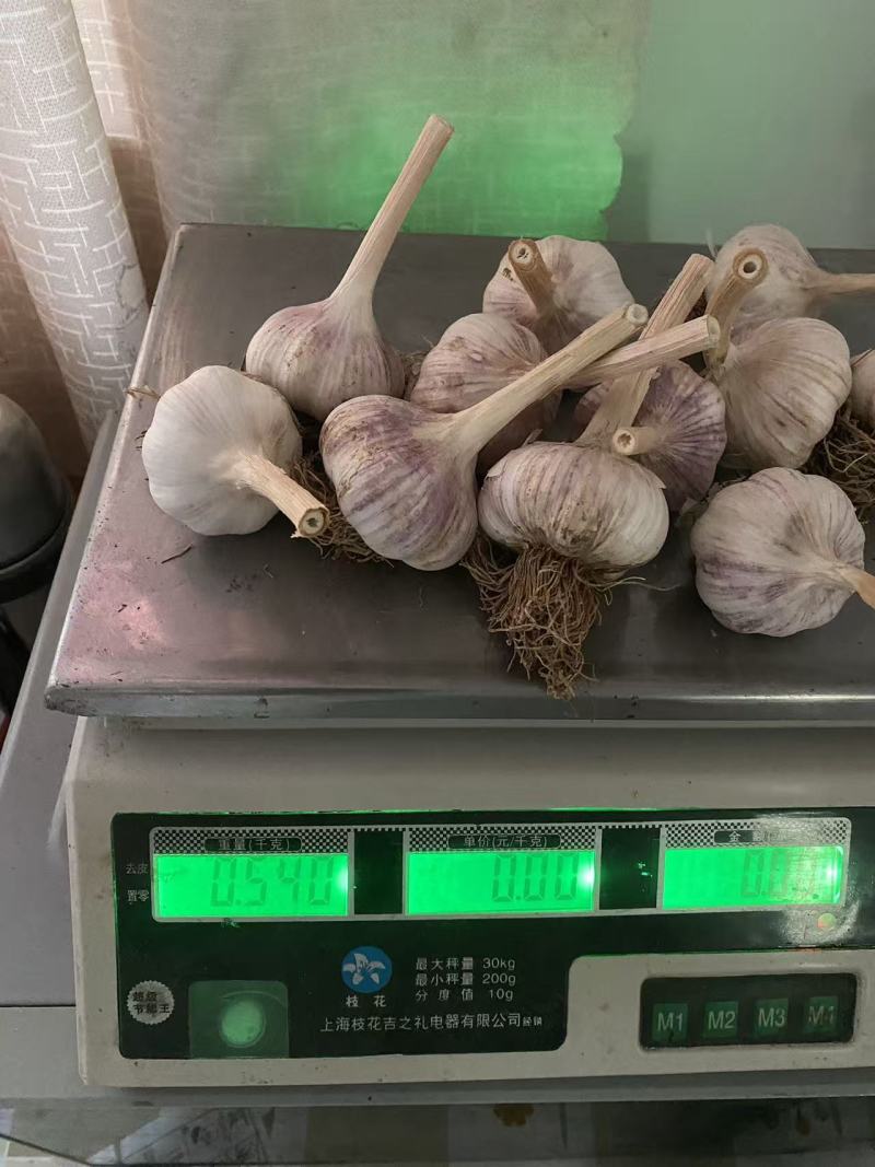 大蒜，金乡大蒜，蒜黄料