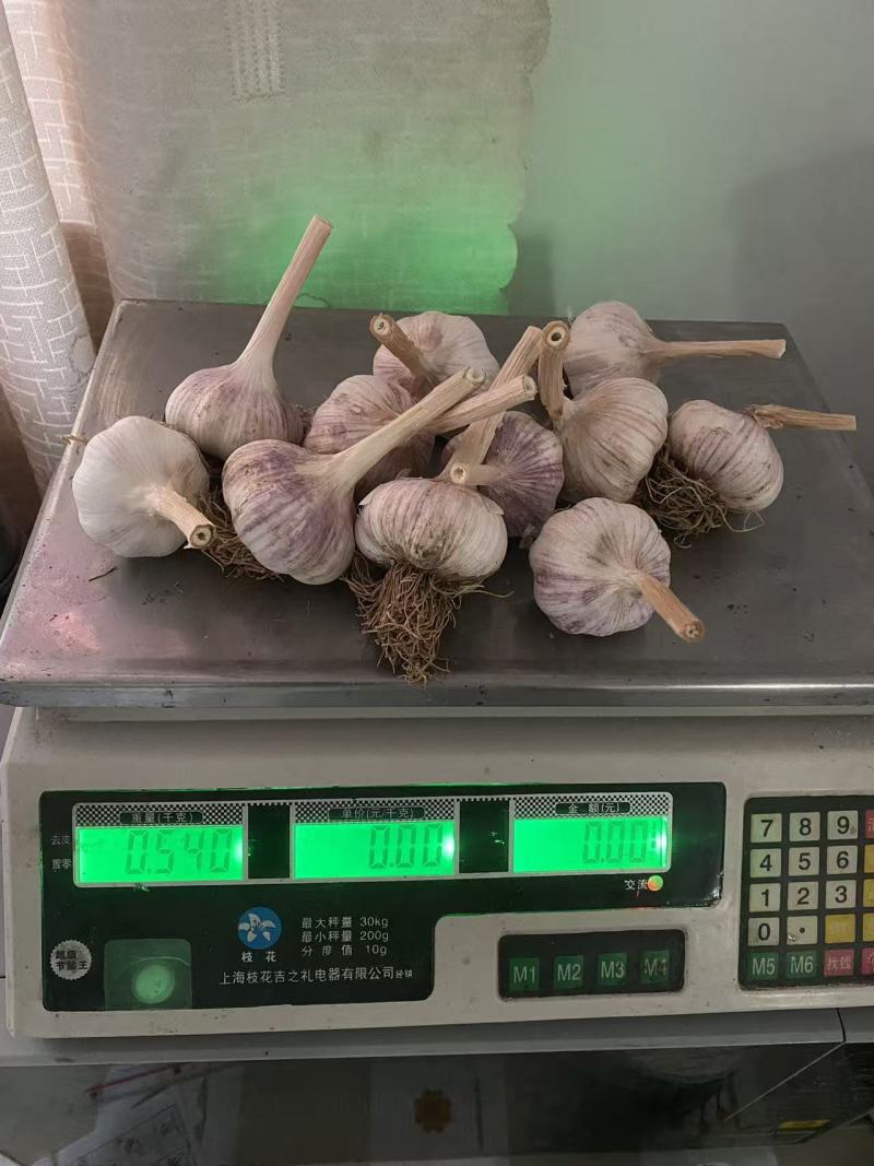 大蒜，金乡大蒜，蒜黄料