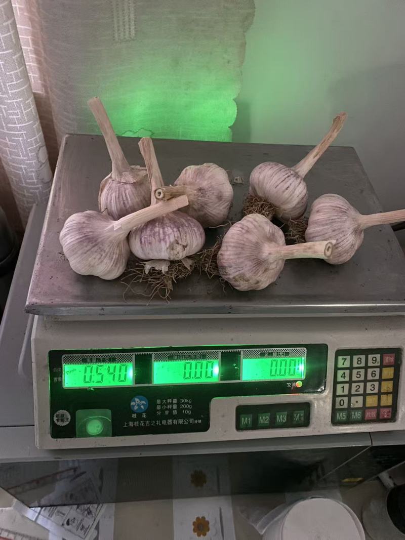 大蒜，金乡大蒜，蒜黄料