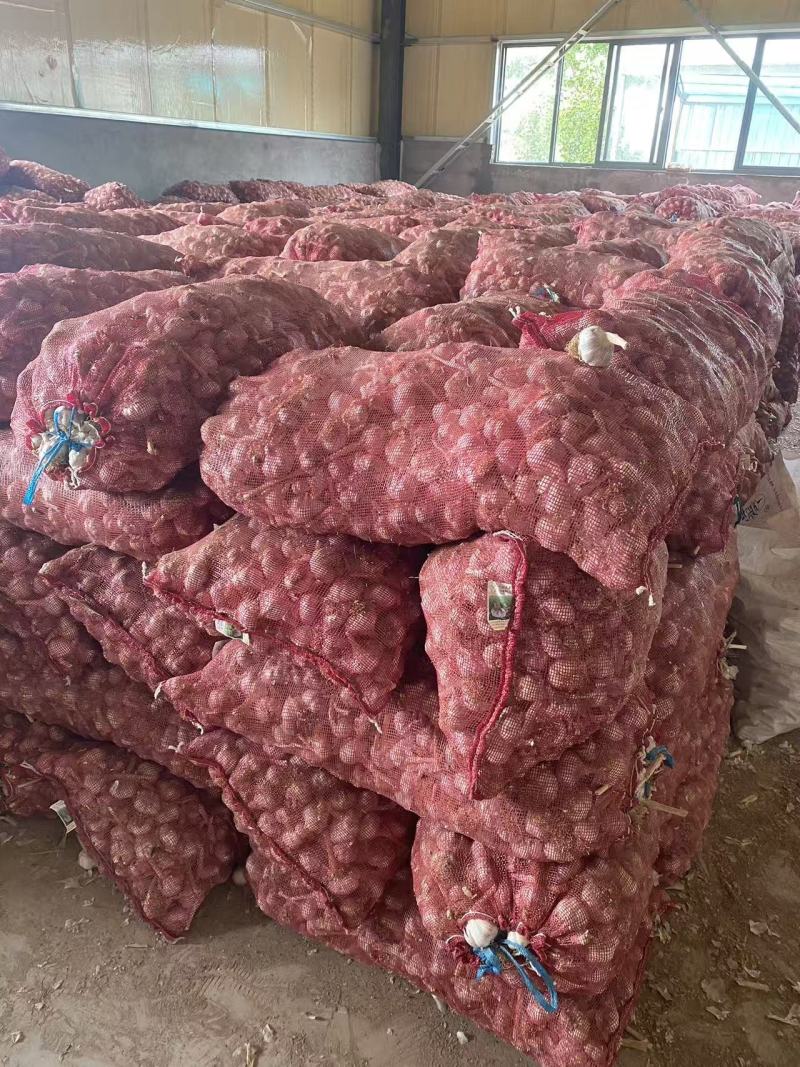 大蒜，金乡大蒜，蒜黄料
