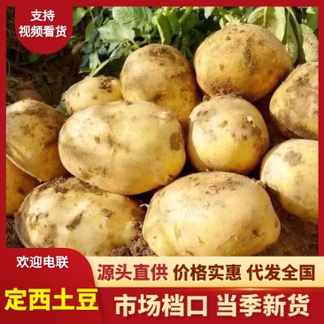 甘肃定西土豆/产区直发/大量现货/欢迎选购