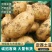 黄心土豆甘肃土豆海量货源支持视频和实地看货欢迎咨询